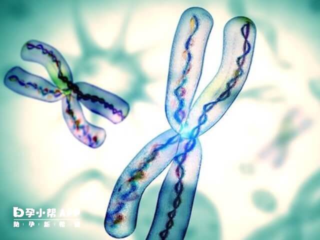 染色体是由许多作用遗传基因的结合