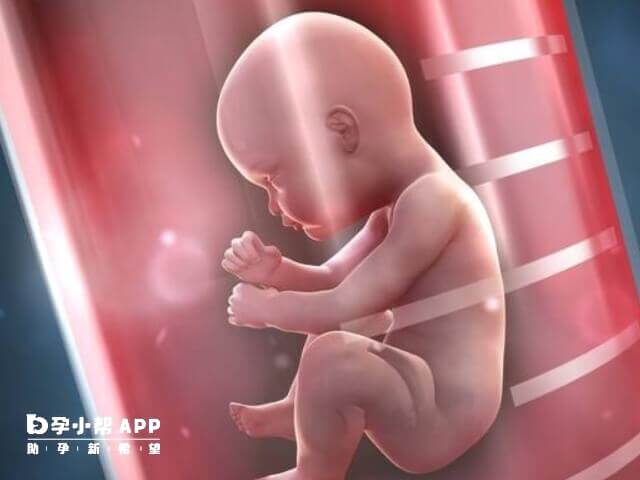 双胎妊娠的胎儿患上先天畸形几率大