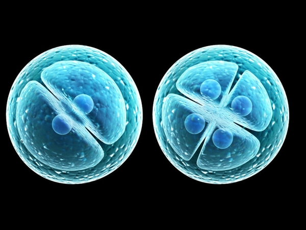 移植A、B级的胚胎，以后孩子智商一定高吗？