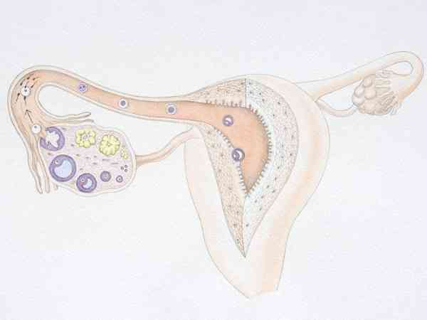 双侧卵巢共20个窦卵泡算不算多囊？