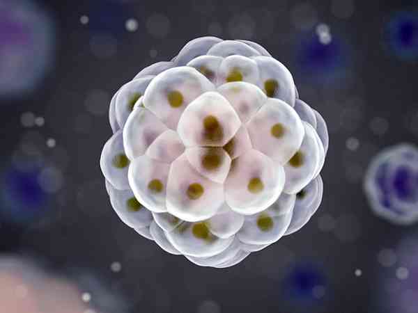 十二个卵泡大概能养几个优质囊胚？