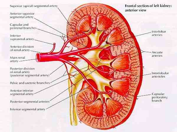 四维彩超下腔静脉肾后段在腹主动脉左侧，对胎儿影响大吗？