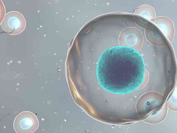 为什么做试管移植优胚生出来都是儿子？