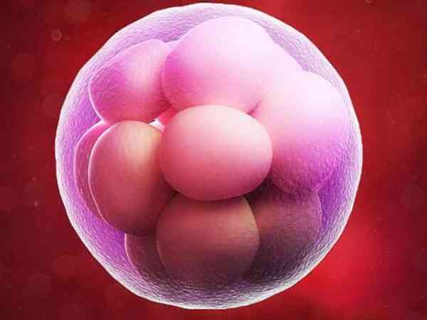 为什么国内生殖中心做试管都要先移植鲜胚？