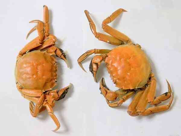 螃蟹死了到底能不能吃？会不会中毒？