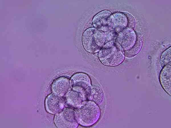 5bb和4bb的囊胚质量哪个更好？