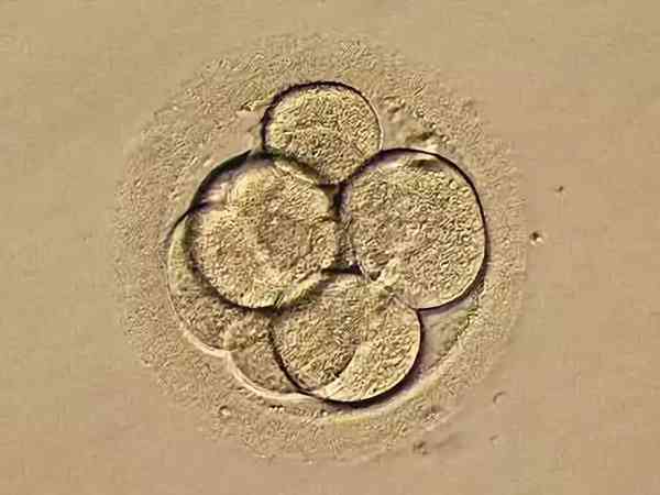 6aa囊胚和5AA囊胚哪个质量更好？