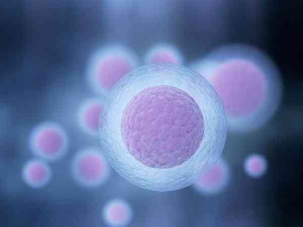第五天的4bb囊胚相当于几级胚胎？