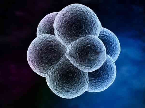 胚胎1级10细胞比2级8细胞差么？