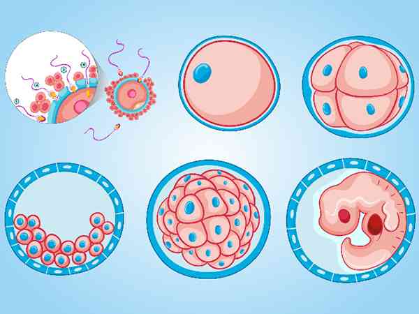 第三天的胚胎质量等级是怎么划分的？