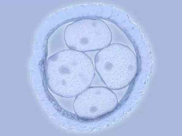 囊胚从移植到着床全过程图长什么样？