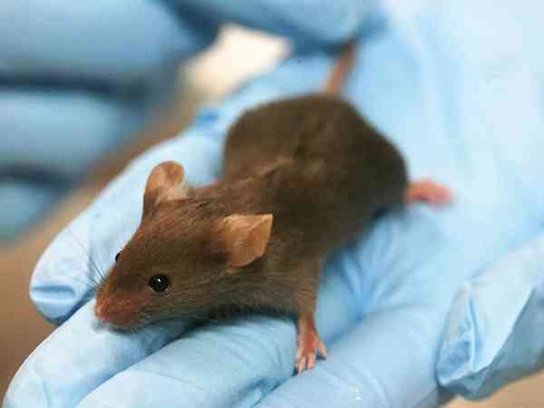 孕妇梦见死老鼠是不好的征兆吗？