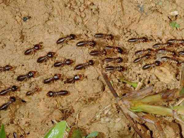 怀孕3个月梦见蚂蚁爬上身暗示生男还是女？