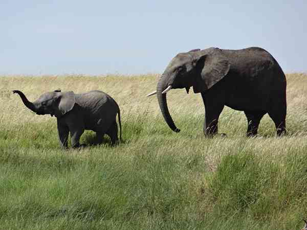80%的孕妇梦见大象都生了女儿是真的吗？