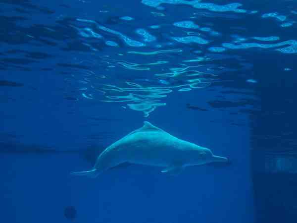 孕妇梦见海豚在水里游是预示生男还是生女？