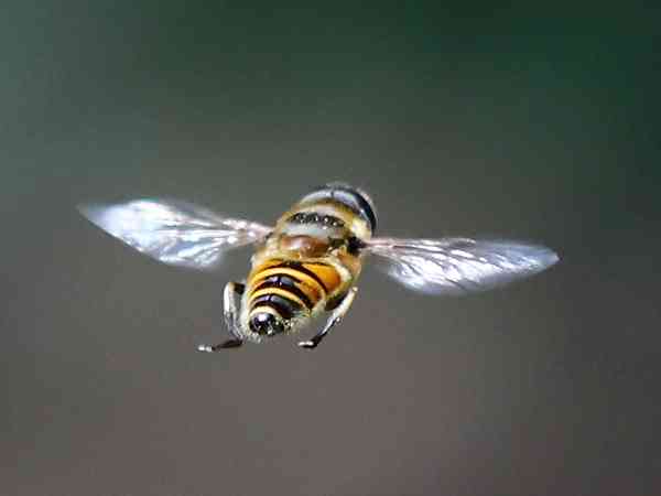 孕妇梦见蜜蜂成群飞进家里是什么意思？