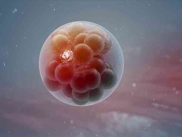 临床上只移植一枚4bb囊胚成功率有多少呀？