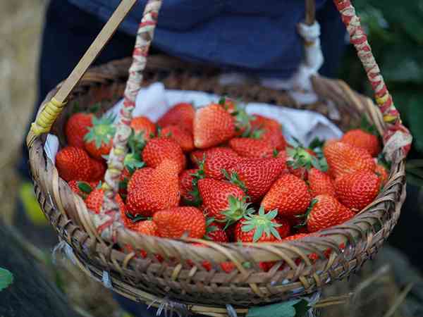 孕妇梦见摘的草莓又大又红是生男孩还是女孩？