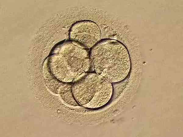 5天的3bb囊胚质量怎么样？算优质吗？