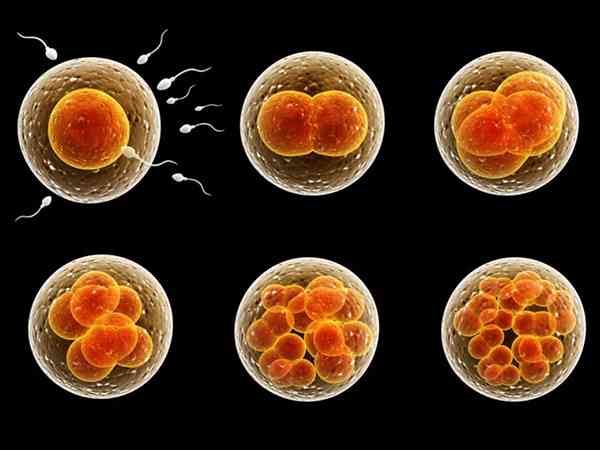 养囊主要看精子活力还是卵子质量？