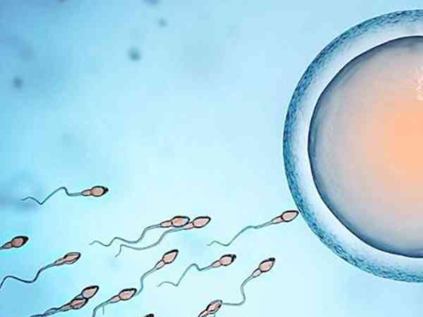 囊胚4bc质量不高，是精子差还是卵子差？