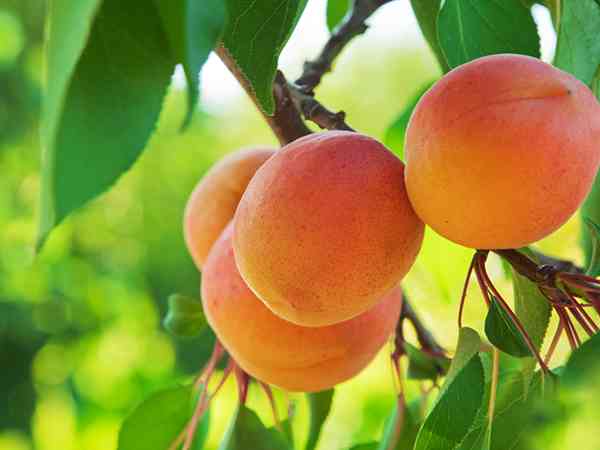 孕妇梦见杏子熟了摘杏子吃是预示生男生女？