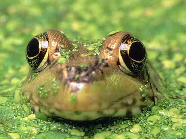 怀孕梦到家里很多有颜色青蛙是什么预兆？