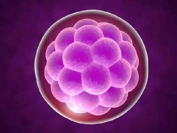 培养到六天的囊胚说明胚胎质量差吗？
