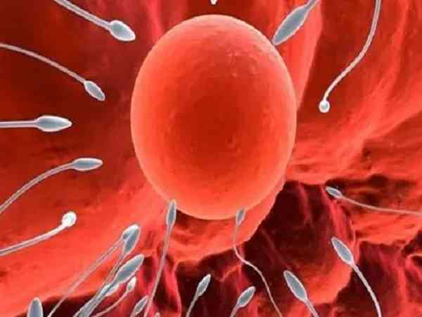 一级胚胎为什么不养囊而选择直接移植？