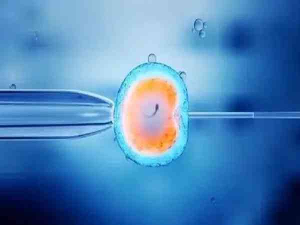 囊胚发育越快是男孩的可能性越大吗？