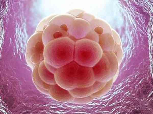4bb级别的囊胚质量怎么样？是不是优质胚胎？