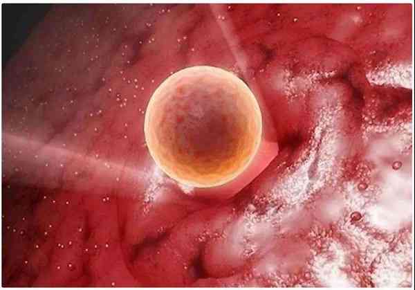 二级和三级级别的胚胎移植后着床成功率高吗？
