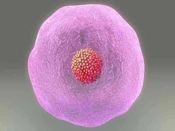 左右卵巢一共只有3个卵泡做试管成功率高吗？