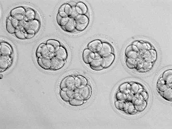 沈阳202做试管婴儿一般医生会放几个胚胎？