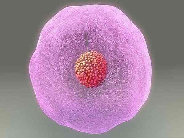 鲜胚10细胞在试管移植当中级别很高吗？