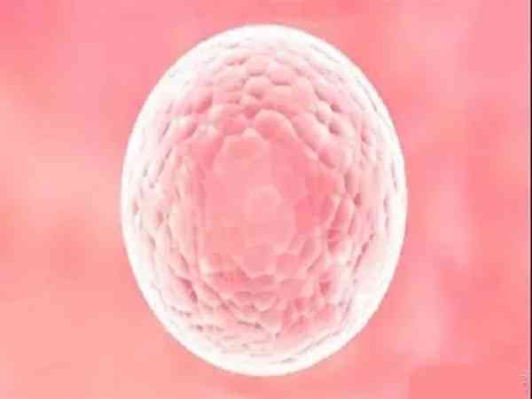 5ab和4ab囊胚有什么区别，哪个质量更好？