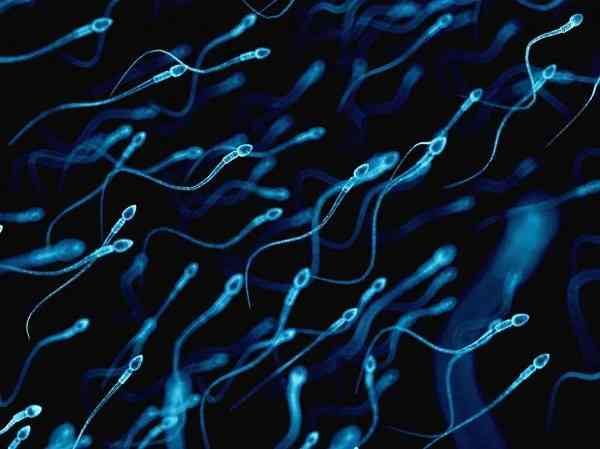 y精子和x精子谁游得快受孕更快？