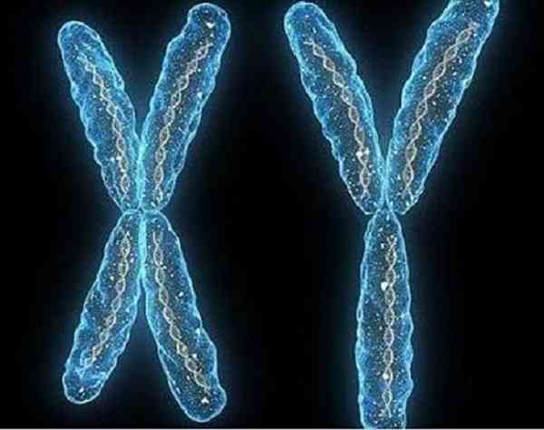 怎么检查xy精子的含量是y多还是x多？