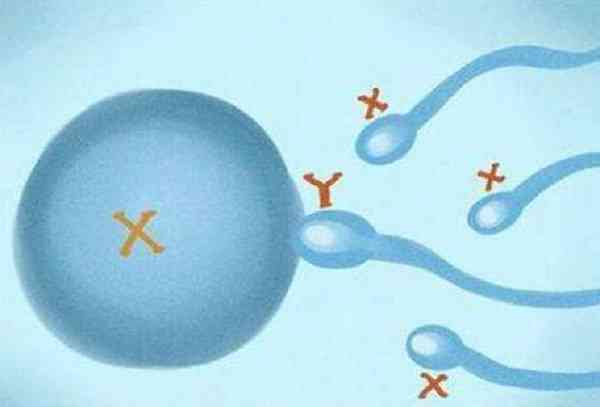 同房后y精子和x精子谁先到达卵子？