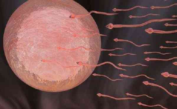 精子碎片率高于25怀孕之后容易胎停吗？
