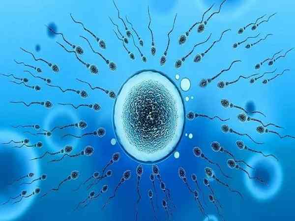 做一代试管取卵5个，胚胎培养是精卵不结合是为什么？