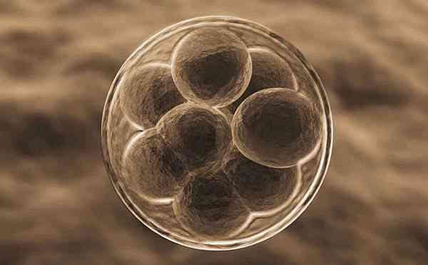 高龄做三代试管只有三个胚胎是否应该养囊？