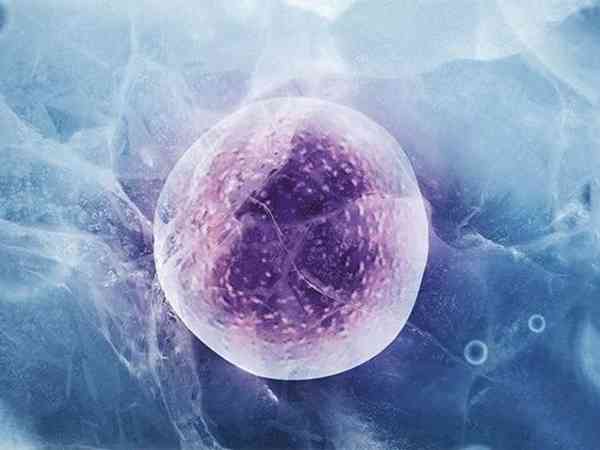 山东私立生殖医院试管鲜胚胎和冻胚胎移植成功率哪个更高？