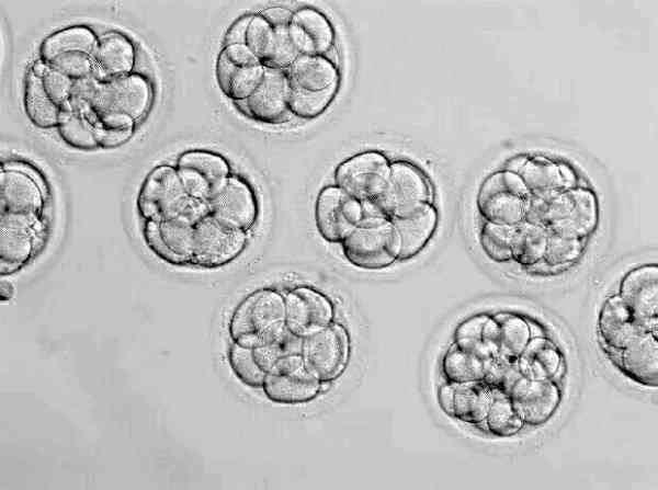 养囊出4aa和4bb的胚胎哪个更好？有什么区别？