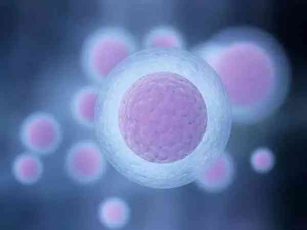 移植两个鲜胚的成功率能达到90%吗？