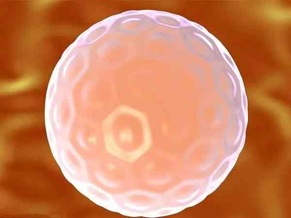 报告显示三天鲜胚级别811意味着移植成功率很高吗？