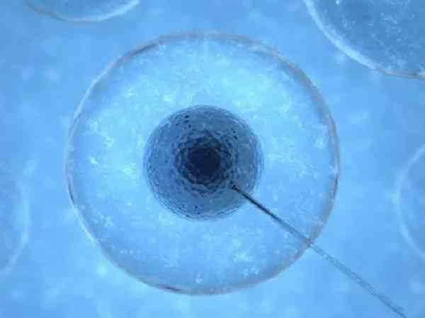 一次移植两个2aa鲜胚怀双胞胎的几率有多大？