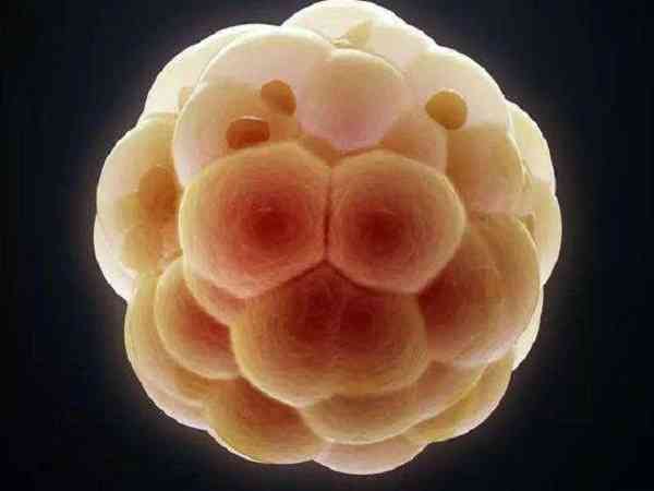 为什么移植两个一级鲜胚容易成双胎？