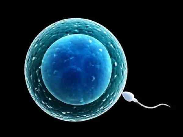 试管取卵后最快几小时和精子结合完成受精？