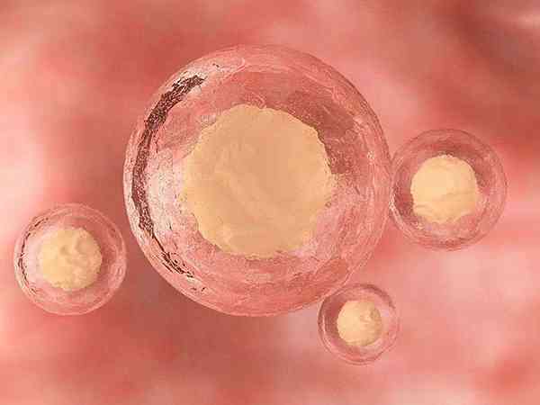 华西附二院三代试管优质胚胎养囊成功率怎么样？